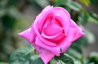 玫瑰玫瑰色,探寻浪漫与爱情的色彩密码 第1张 玫瑰玫瑰色,探寻浪漫与爱情的色彩密码 第1张