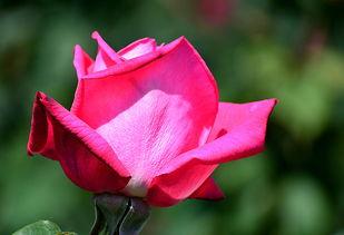 玫瑰玫瑰色,探寻浪漫与爱情的色彩密码 第3张 玫瑰玫瑰色,探寻浪漫与爱情的色彩密码 第3张