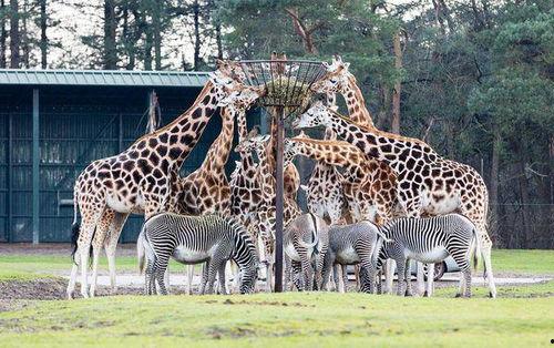 动物园,动物园里的生态奇观与趣味互动  第1张