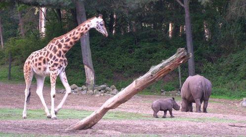 动物园,动物园里的生态奇观与趣味互动  第2张