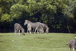 动物园,动物园里的生态奇观与趣味互动  第3张