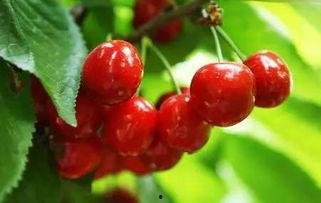 红樱桃 1982,1982年的青春记忆与时代变迁 第3张 红樱桃 1982,1982年的青春记忆与时代变迁 第3张