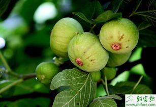 神圣无花果之种,探寻古老文明的智慧传承 第3张 神圣无花果之种,探寻古老文明的智慧传承 第3张