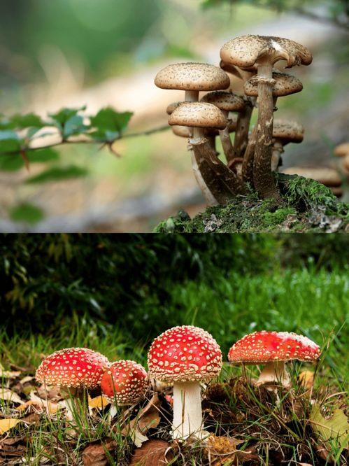 真菌王国,探索菌类世界的奥秘与魅力 第2张 真菌王国,探索菌类世界的奥秘与魅力 第2张