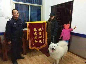 救我狗命,狗命悬于一线的紧急时刻  第3张